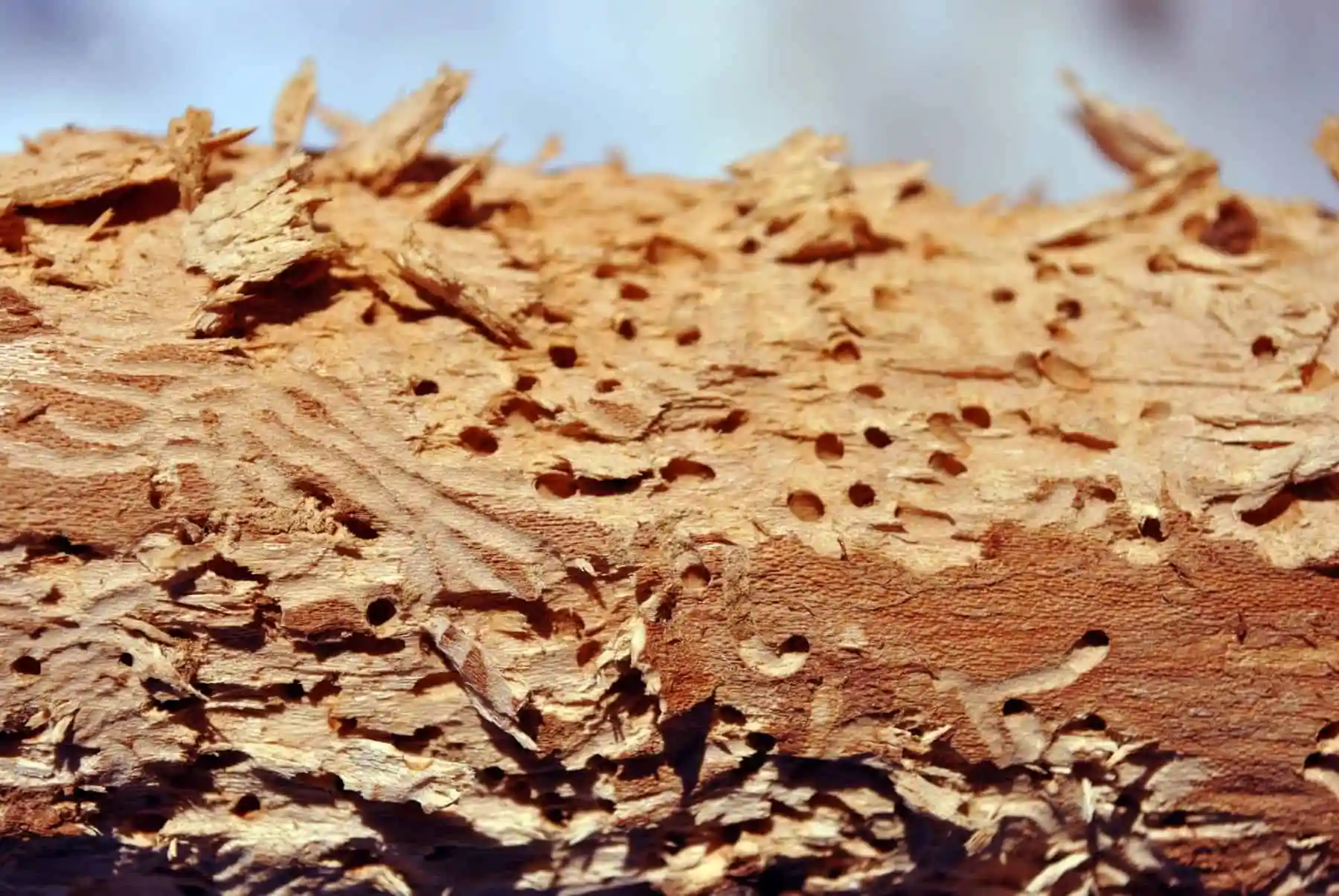 How Much Do Termite Bonds Cost