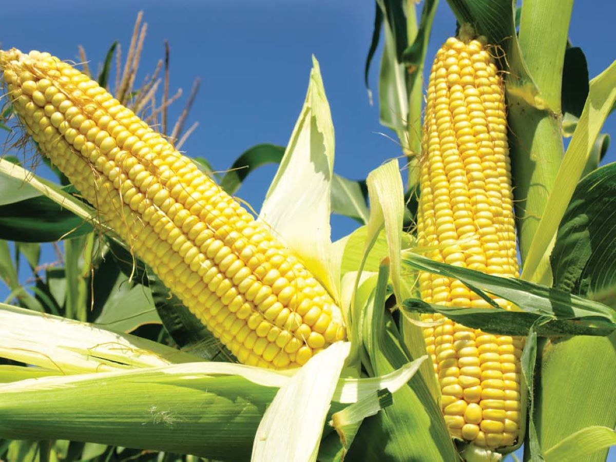 How Many Contracts Are In Corn Futures Contracts