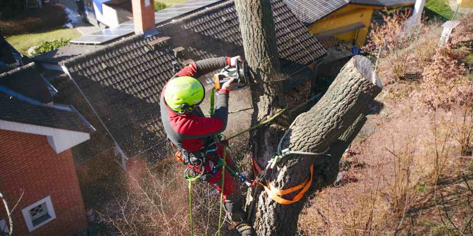 How Much Does Arborist Insurance Cost?