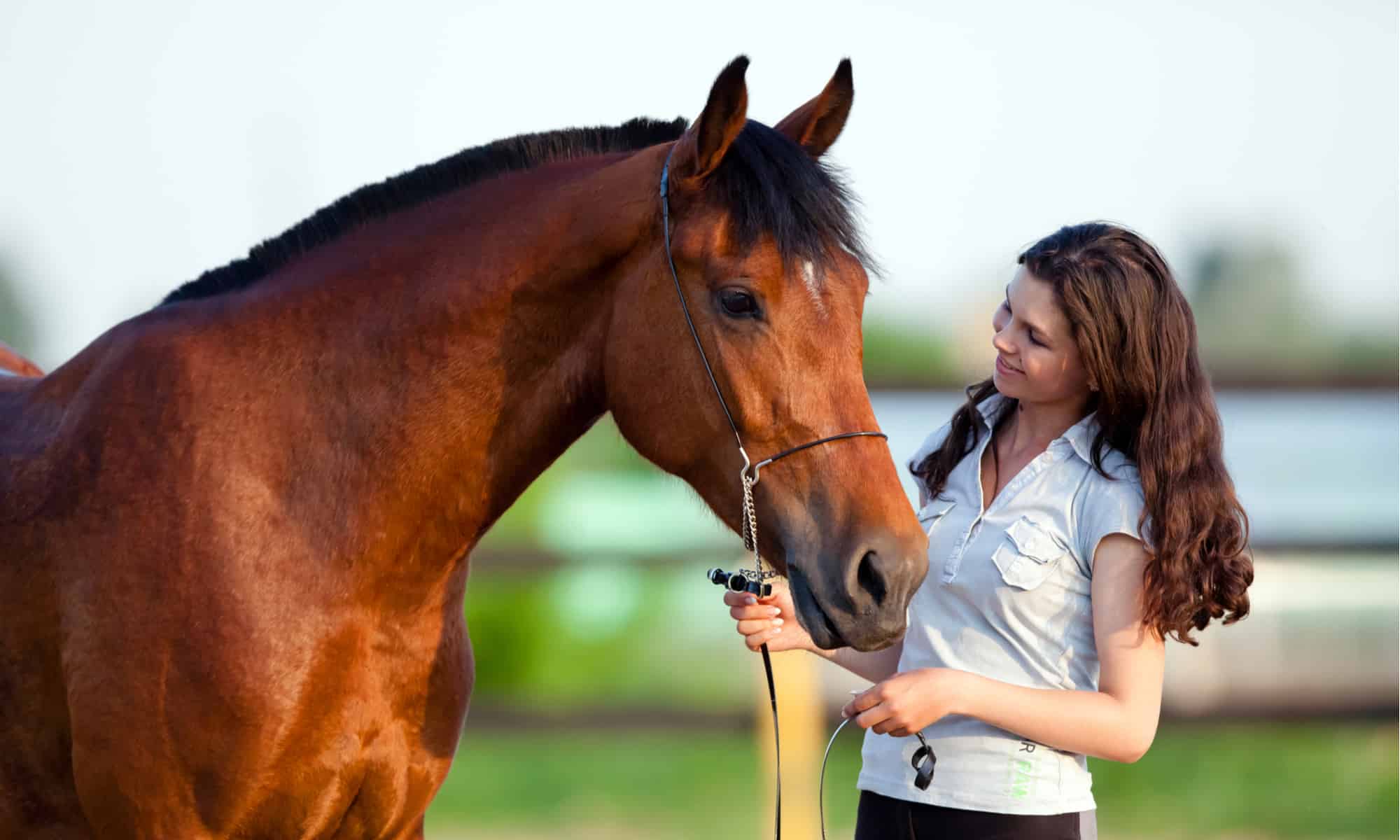 How Much Is Horse Insurance Per Month?