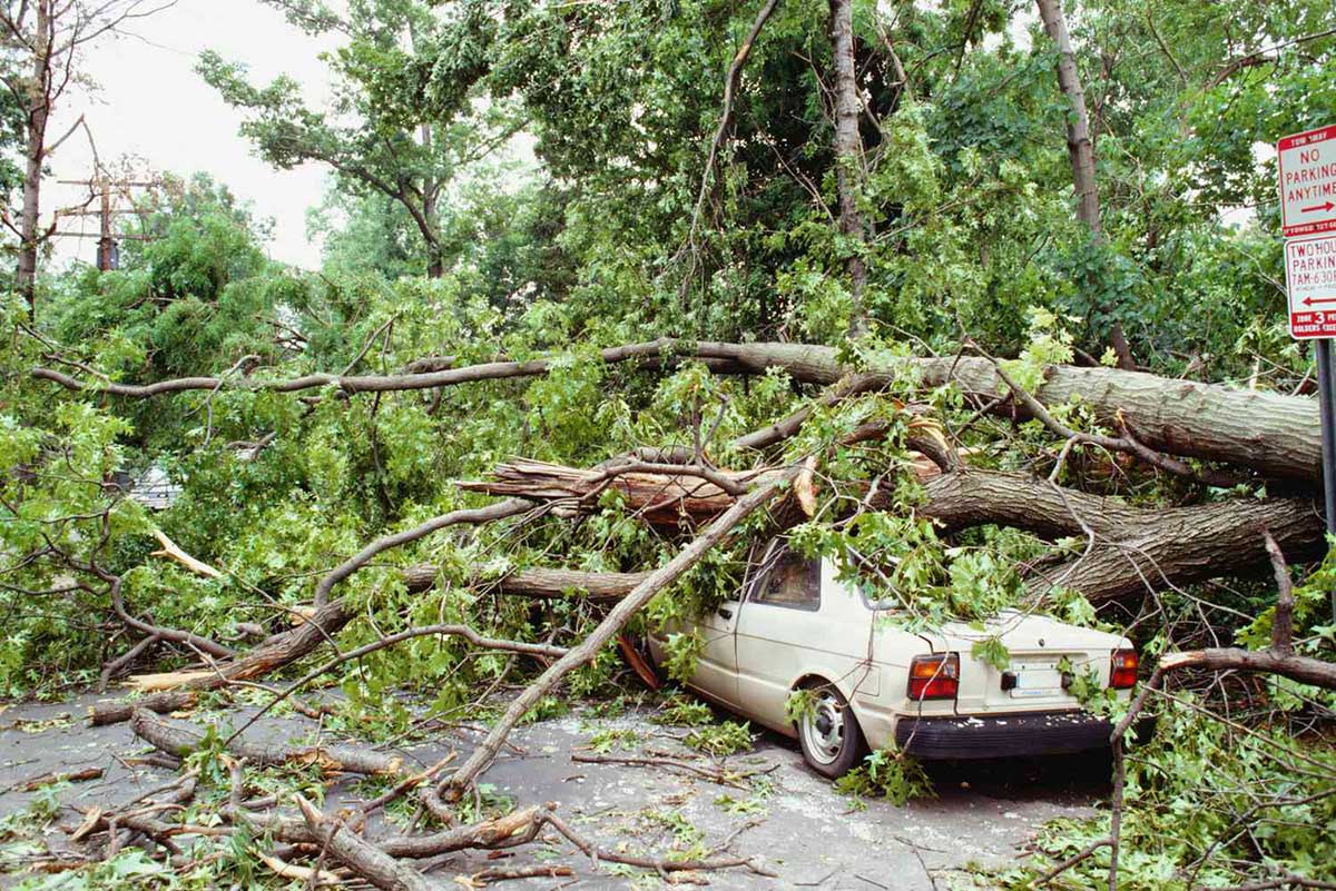 If A Tree Falls On Your Car, What Insurance Covers It?